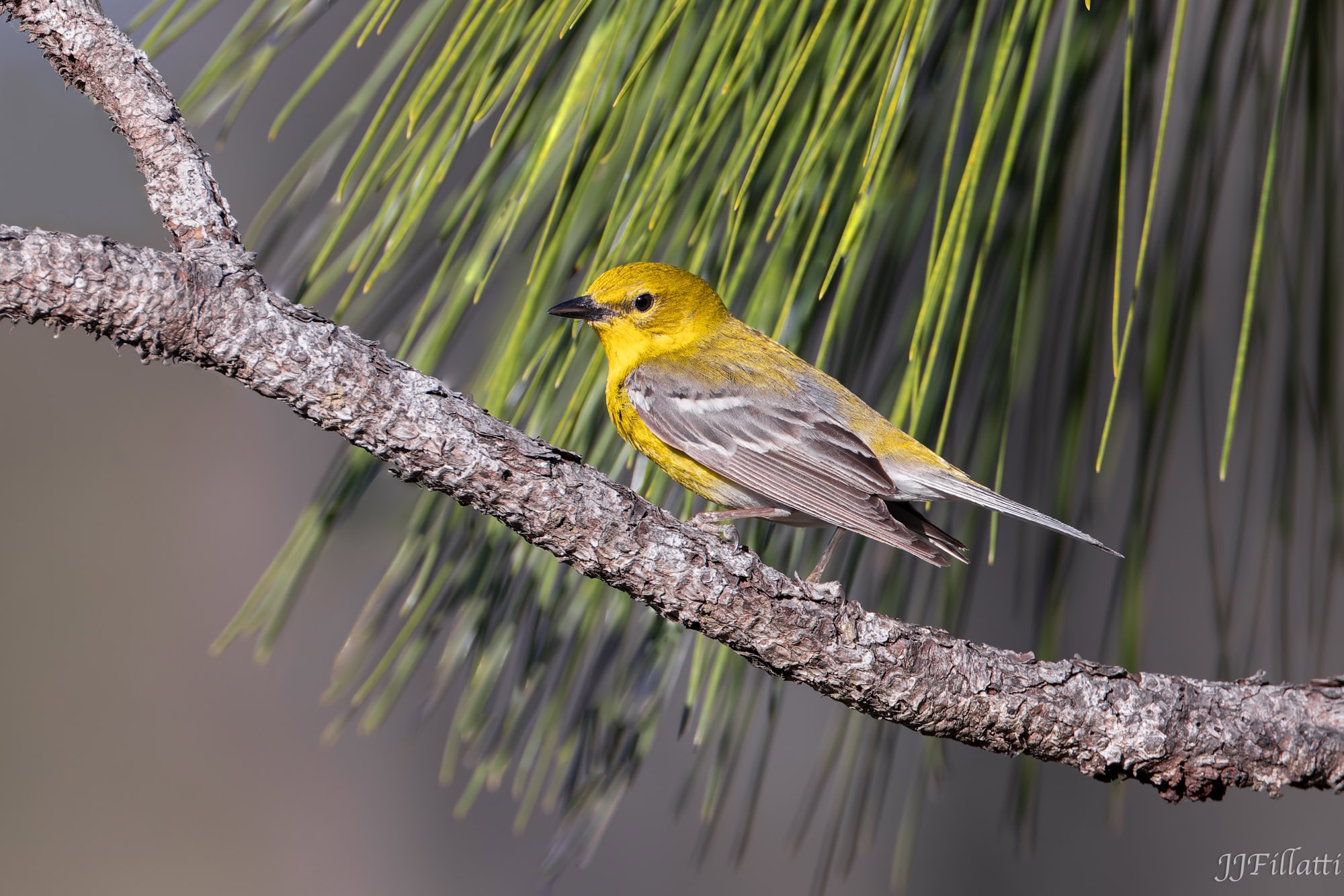 bird of florida image 31